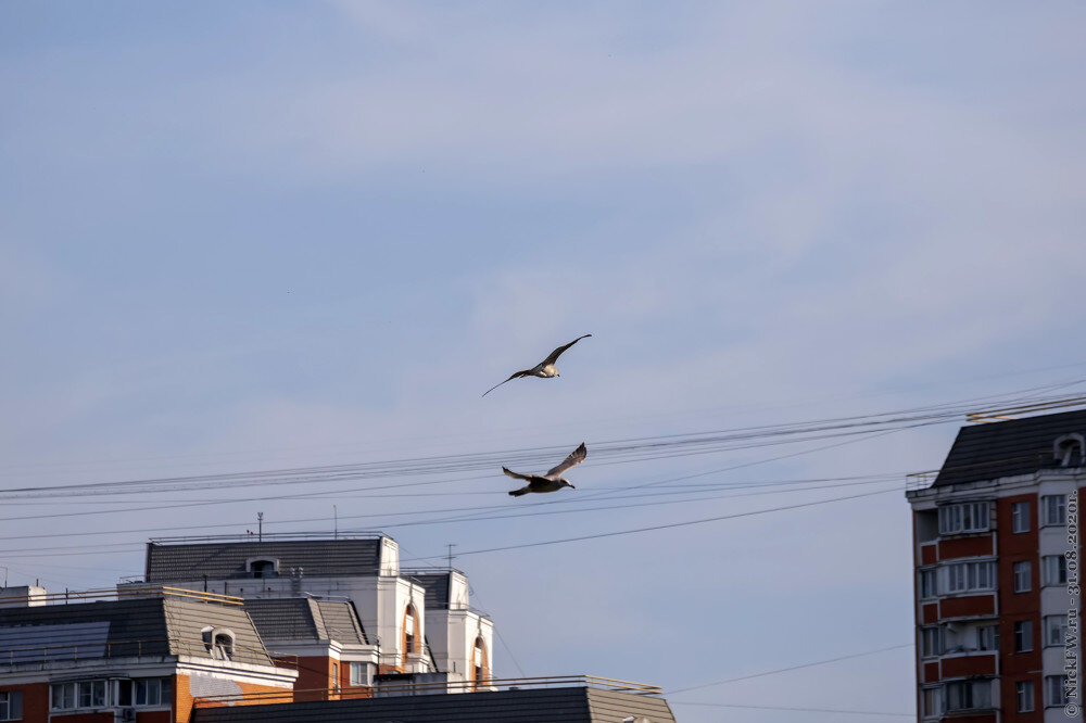 1. Чайки в Солнцево © NickFW.ru - 31.08.2020г.