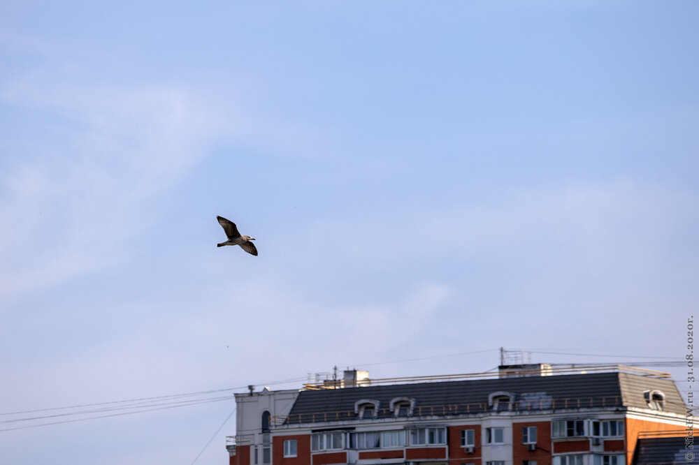 2. Чайки в Солнцево © NickFW.ru - 31.08.2020г.