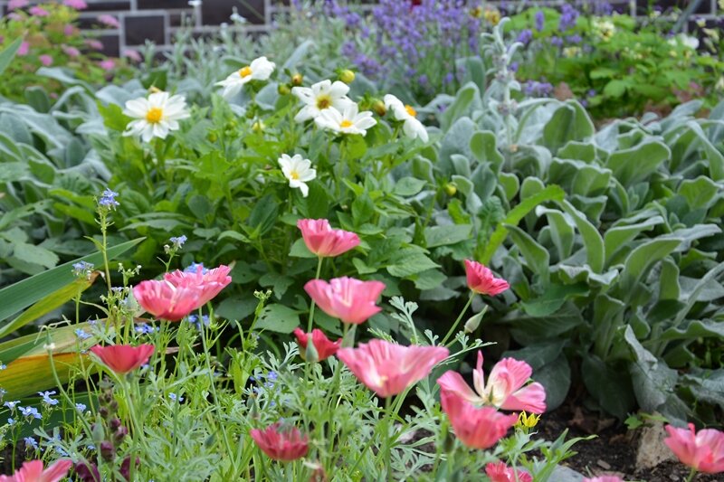 Низкорослая георгина Барокко с белыми цветками в цветнике на склоне. Лето 2023 г.