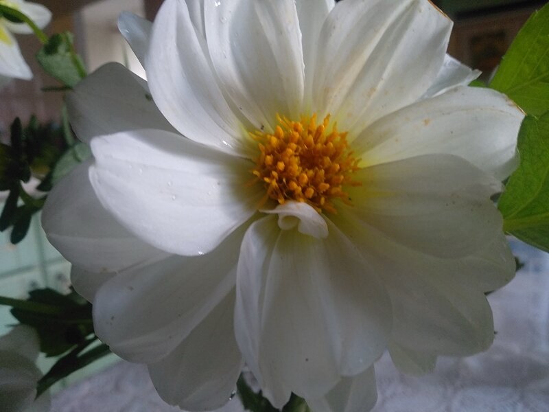 Махровый цветок георгины