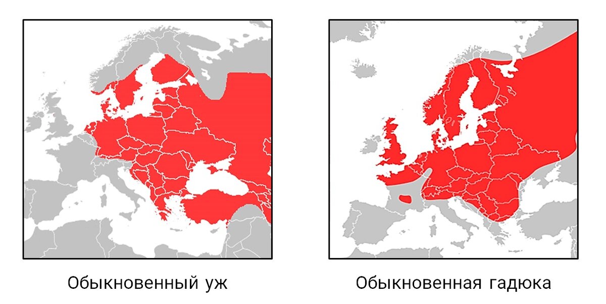 Сравните ареалы обитания обыкновенного ужа и обыкновенной гадюки на территории Европы. 