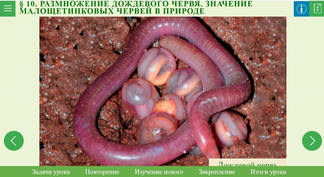 Школьники из кружка «Биологию —— в биомассы!» готовились к олимпиаде и нашли в сети Интернет презентацию по теме «Кольчатые черви». К счастью, ребята уже достаточно хорошо знали зоологию и поняли, что пользоваться такой презентацией не стоит.

 