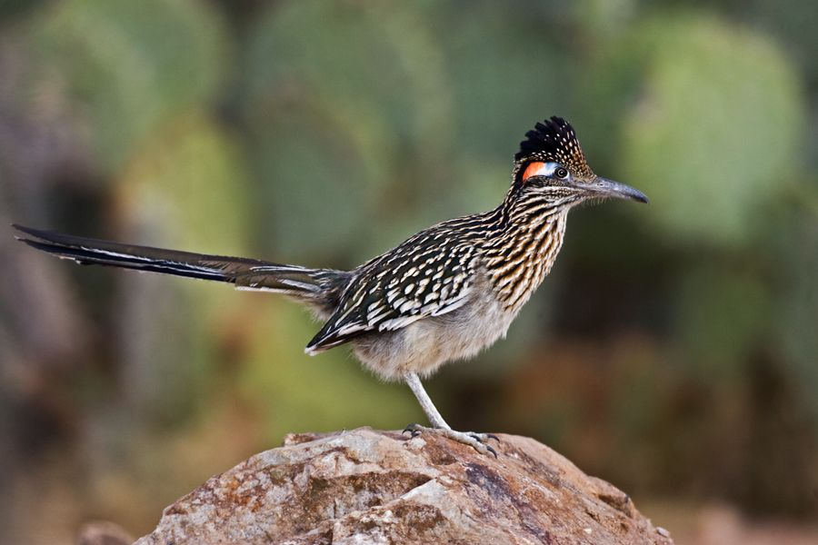 Скачать ответы и задания по биологии 10 класс Скачать ответы и задания по биологии 10 класс 1.К какому нарушению в организме человека приведёт недостаточная функция железы, изображённой на рисунке?-2