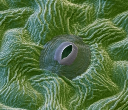 Скачать ответы и задания по биологии 10 класс Скачать ответы и задания по биологии 10 класс 1.К какому нарушению в организме человека приведёт недостаточная функция железы, изображённой на рисунке?-6