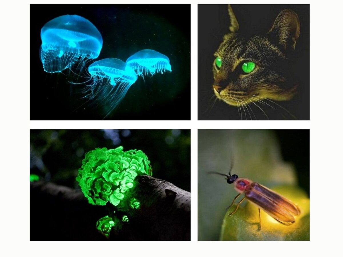 Скачать ответы и задания по биологии 10 класс Скачать ответы и задания по биологии 10 класс 1.К какому нарушению в организме человека приведёт недостаточная функция железы, изображённой на рисунке?-9