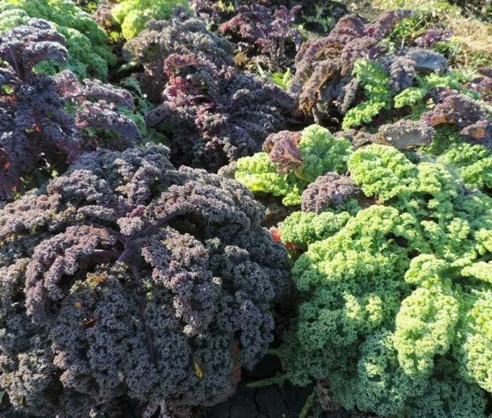 Капуста грюнколь - самая морозостойкая