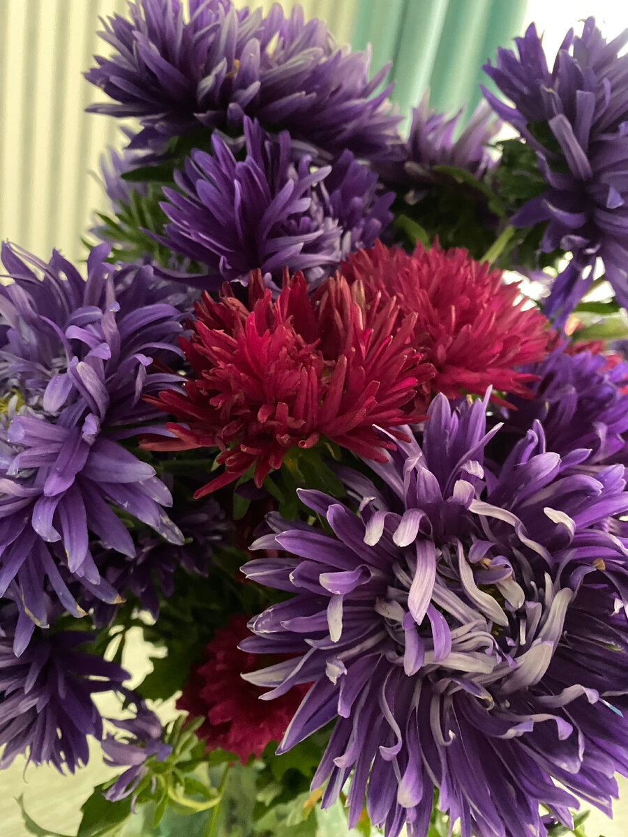 Астры последние в этом году 