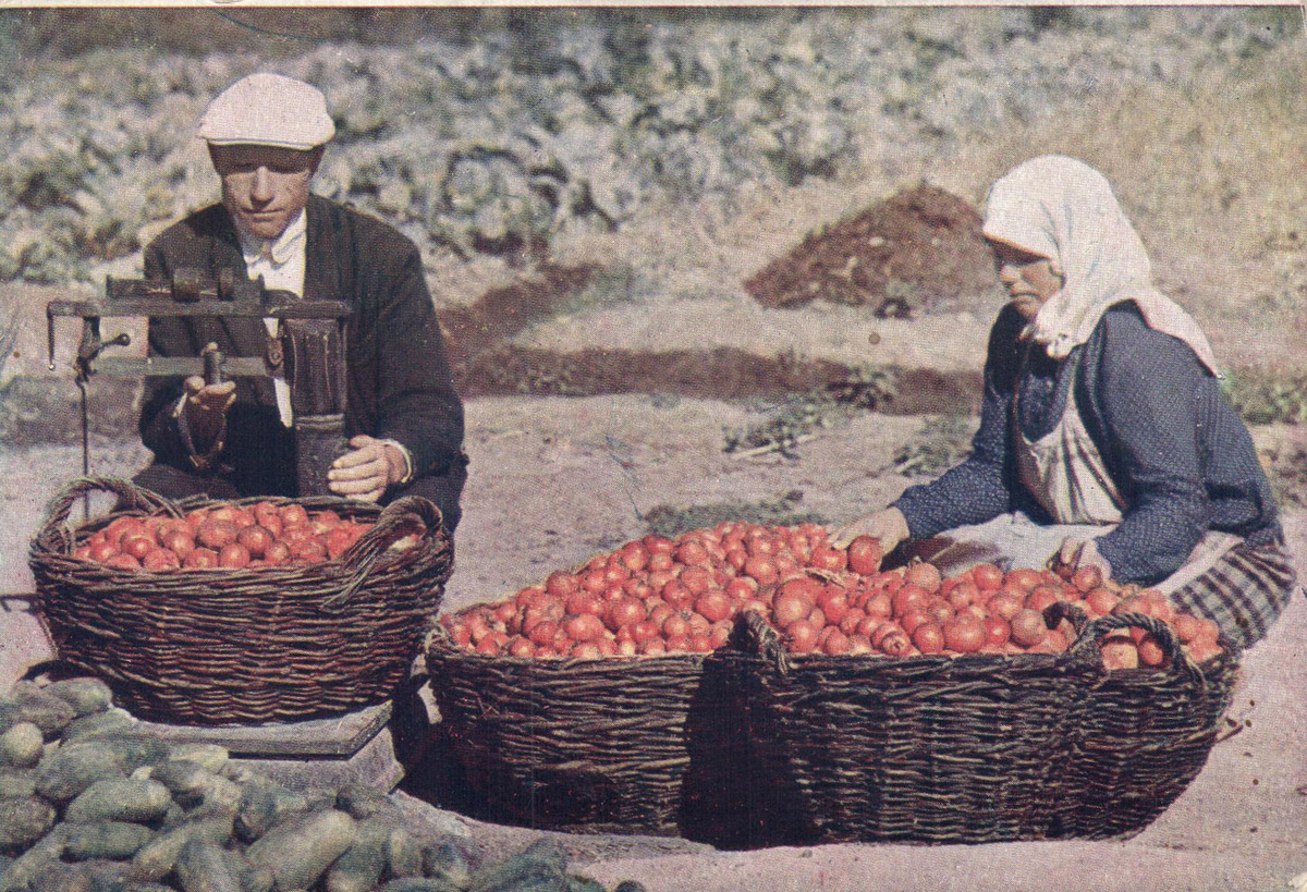 Взвешивание помидор. УССР, 1933 год. Из наследия В.И. Савельева