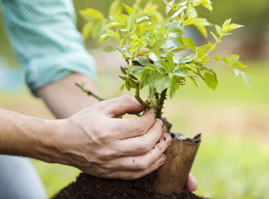 Посадочный материал для Вашего сада от Садового центра Green Space 