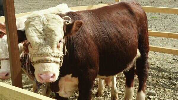    © Foto / Пресс-служба президента Таджикистана