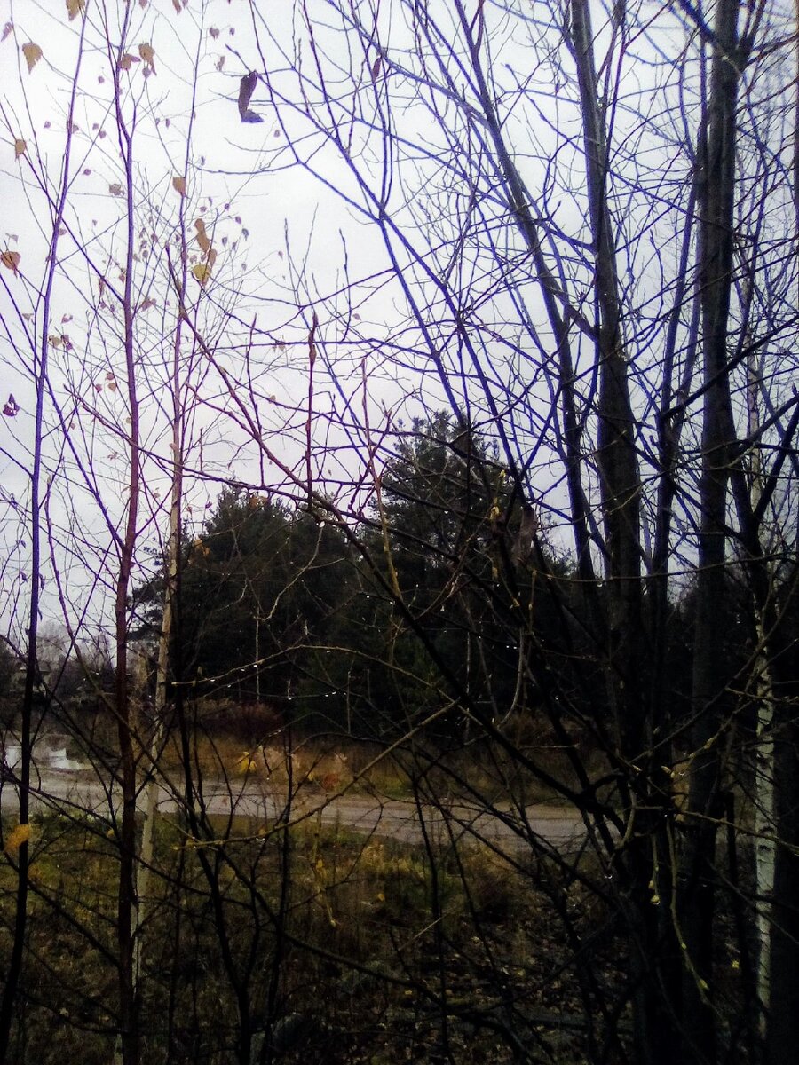 Дождь за окном. Фото автора 