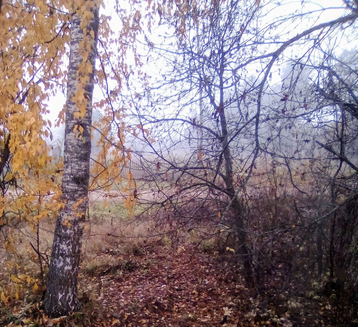 За окном - осень. Фото автора 