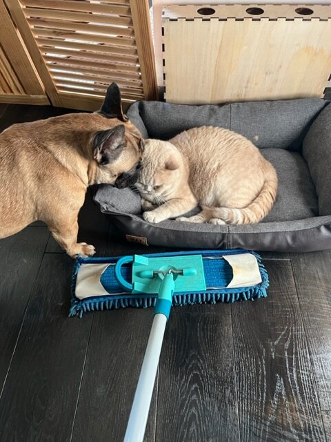 Правильная уборка- залог здоровья ваших питомцев 