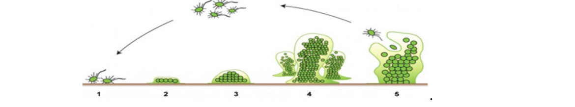 Стадии развития биопленки
