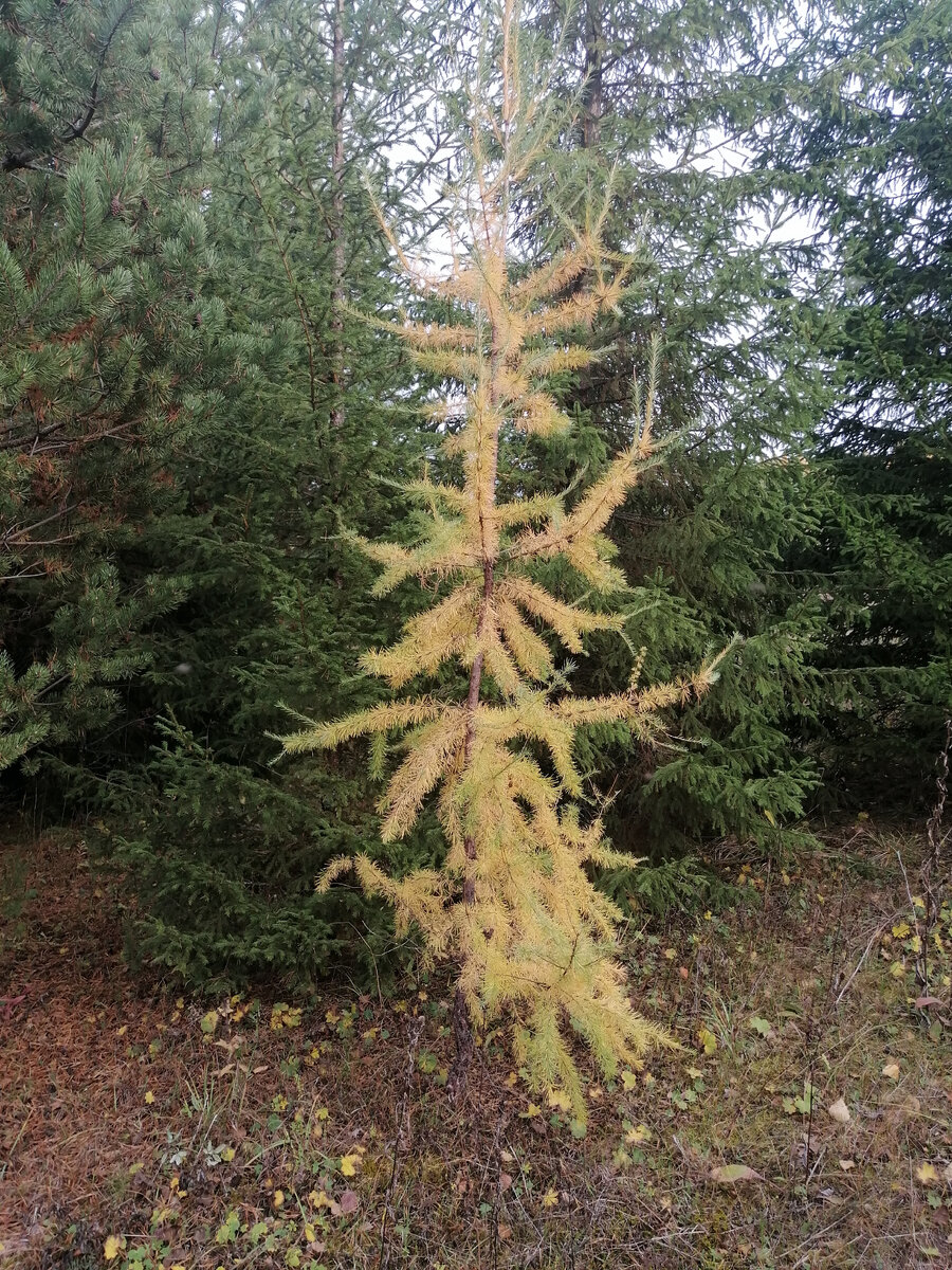 Свободные часы на прогулке