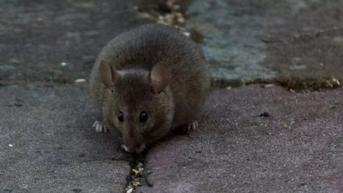     Опасные крысы расплодились в Волгограде из-за плохого вывоза мусора, сообщает Роспотребнадзор.