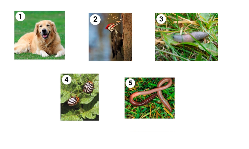 Скачать все ответы и задания для 7 класса Блок 1 Задание 1:
Рассмотрите схему поперечного среза дождевого червя. Какому типу симметрии подчиняется расположение щетинок у этого животного?-8