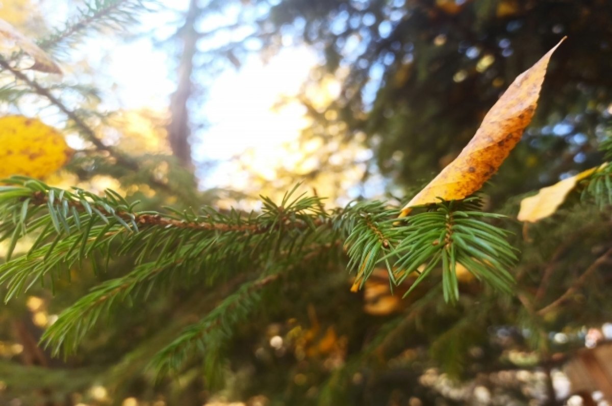    До +12 градусов ожидается в Псковской области 11 октября