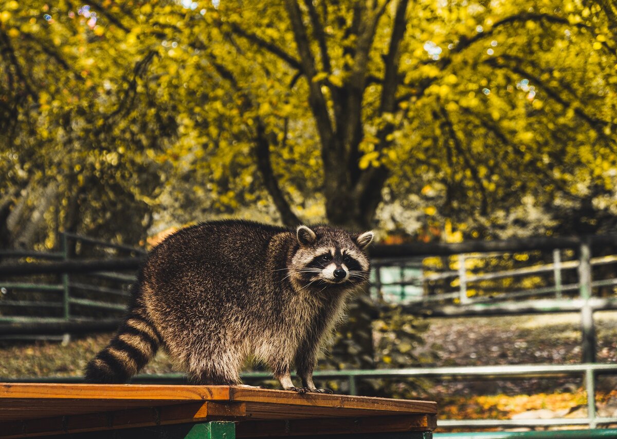 енот парк беседки