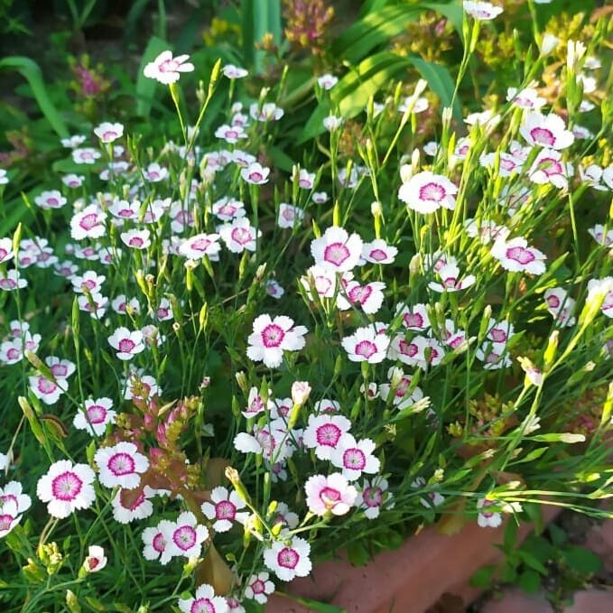 Гвоздика травянка - маленькая, да удаленькая