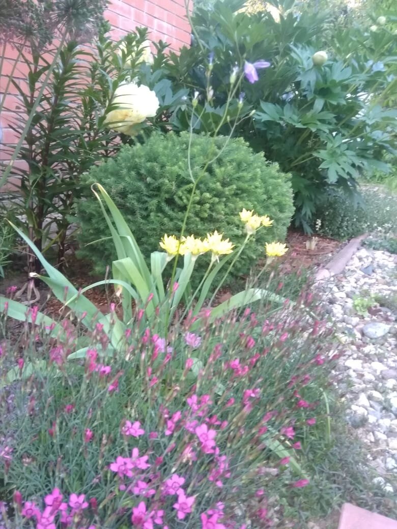 гвоздика-травянка