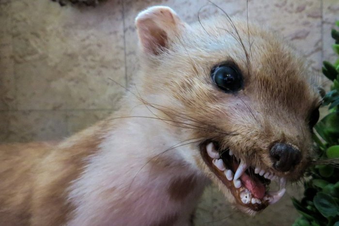 Фото: serp.mk.ru