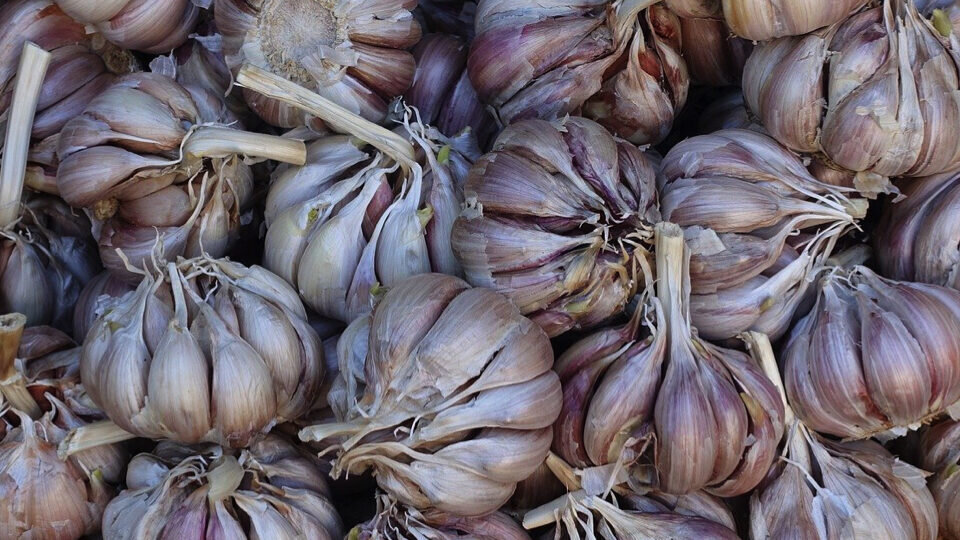 Без чеснока никак! Фото pixabay.com