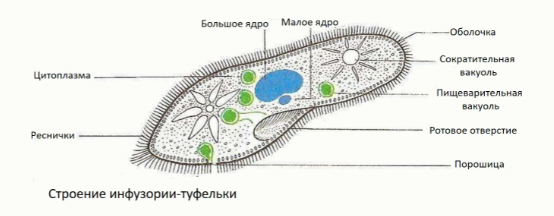 Скачать все ответы и задания для 8 класса Задание 1:
У черепах, как известно, нет зубов, а челюсти покрыты роговым чехлом, который может иметь острую режущую кромку. Как называется такой чехол?-2