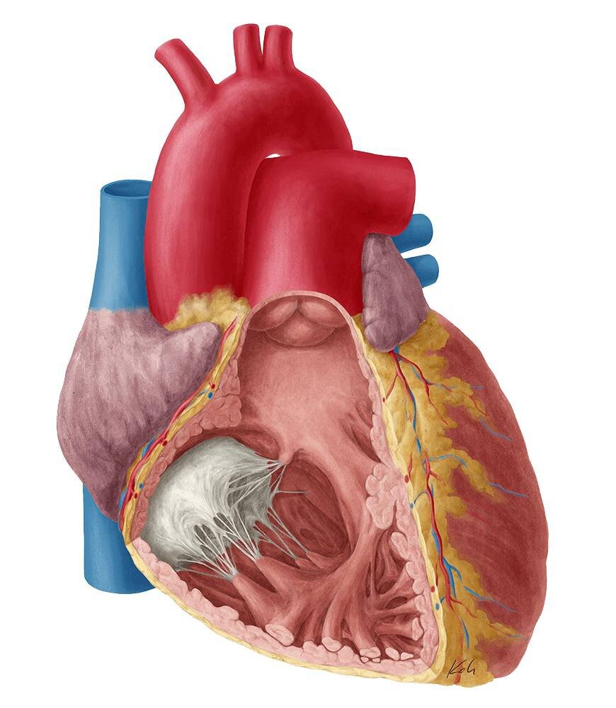Задание 14:
Выберите характеристику сердца человека, отличающую его от сердца птицы:
