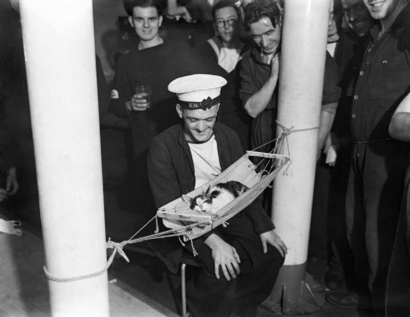 Кот Конвой в гамаке на борту крейсера «Гермиона»