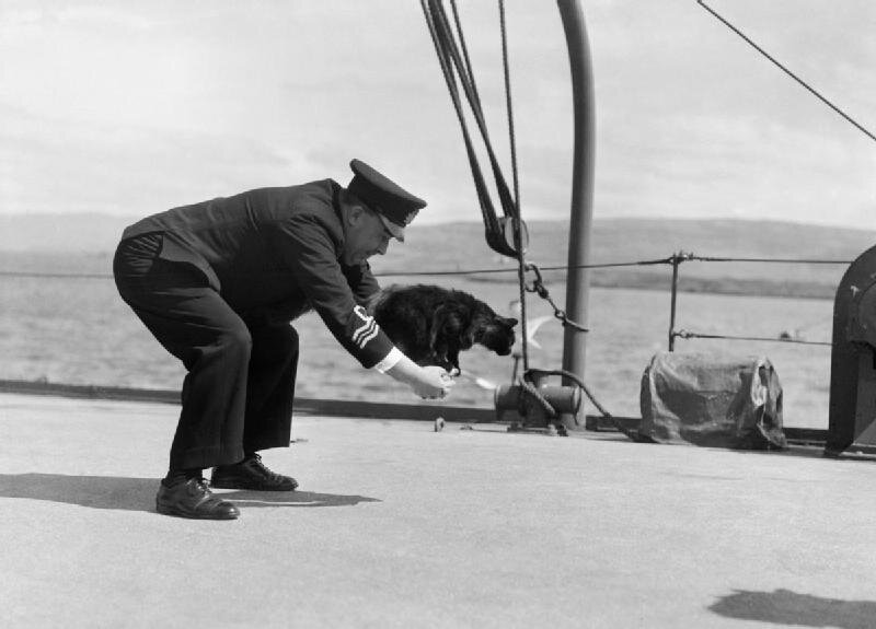 Лейтенант-коммандер Р. Х. Палмер играет с котом Пиблзом на борту "Вестерн Айлз"