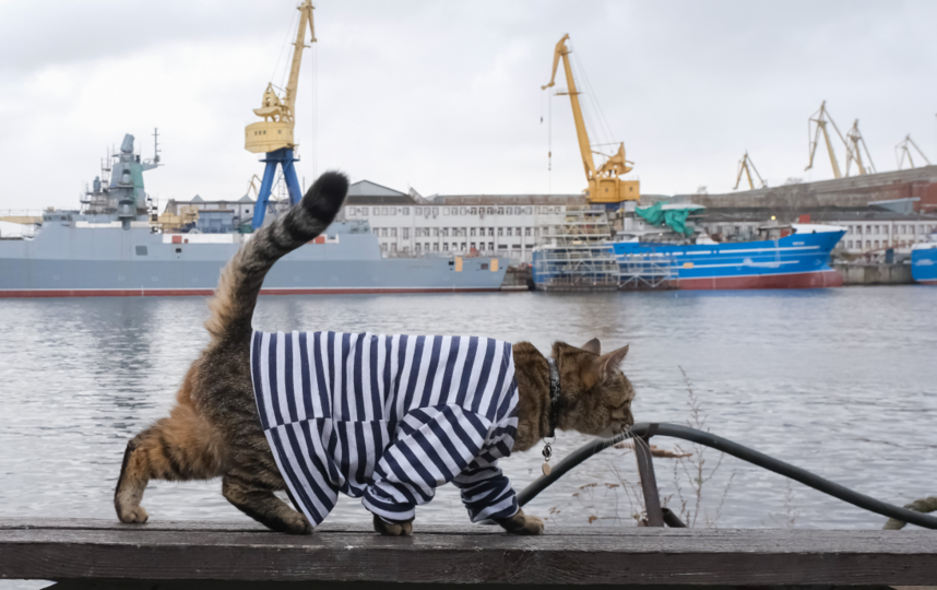 Бесконечно приветствуем вас! С вами бесконечные коты, и мы снова продолжаем рыться в кошачьей истории. В прошлой статье мы рассказали, почему коты – незаменимые члены экипажа любого корабля.-14