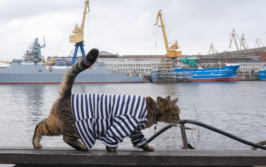 Кот матрос Северная верфь. Кот моряк. Котенок матрос.