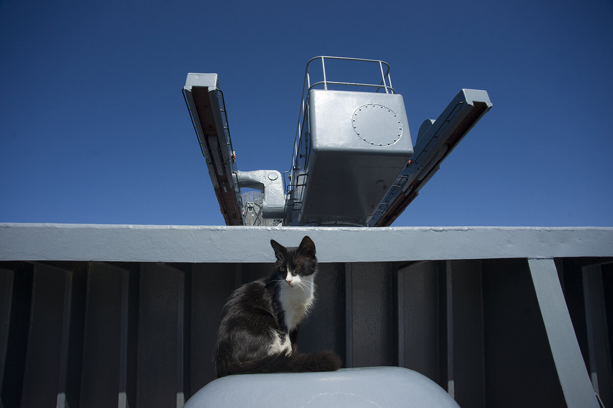 Бесконечно приветствуем вас! С вами бесконечные коты, и мы снова продолжаем рыться в кошачьей истории. В прошлой статье мы рассказали, почему коты – незаменимые члены экипажа любого корабля.-18
