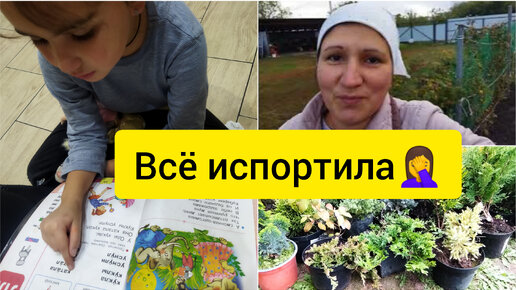 Сельские будни многодетной матушки на дзене. Вырос шиповник вместо розы. Как отличить саженец розы от шиповника фото