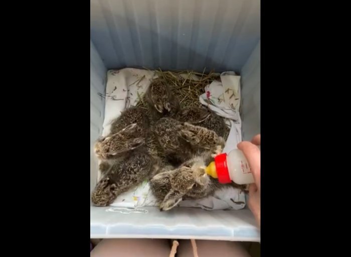 Работники завода им. Чкалова отбили зайчиху от собак и передали её волонтёрам. Фото: скриншот видео тг-канала Новосибирск с огоньком