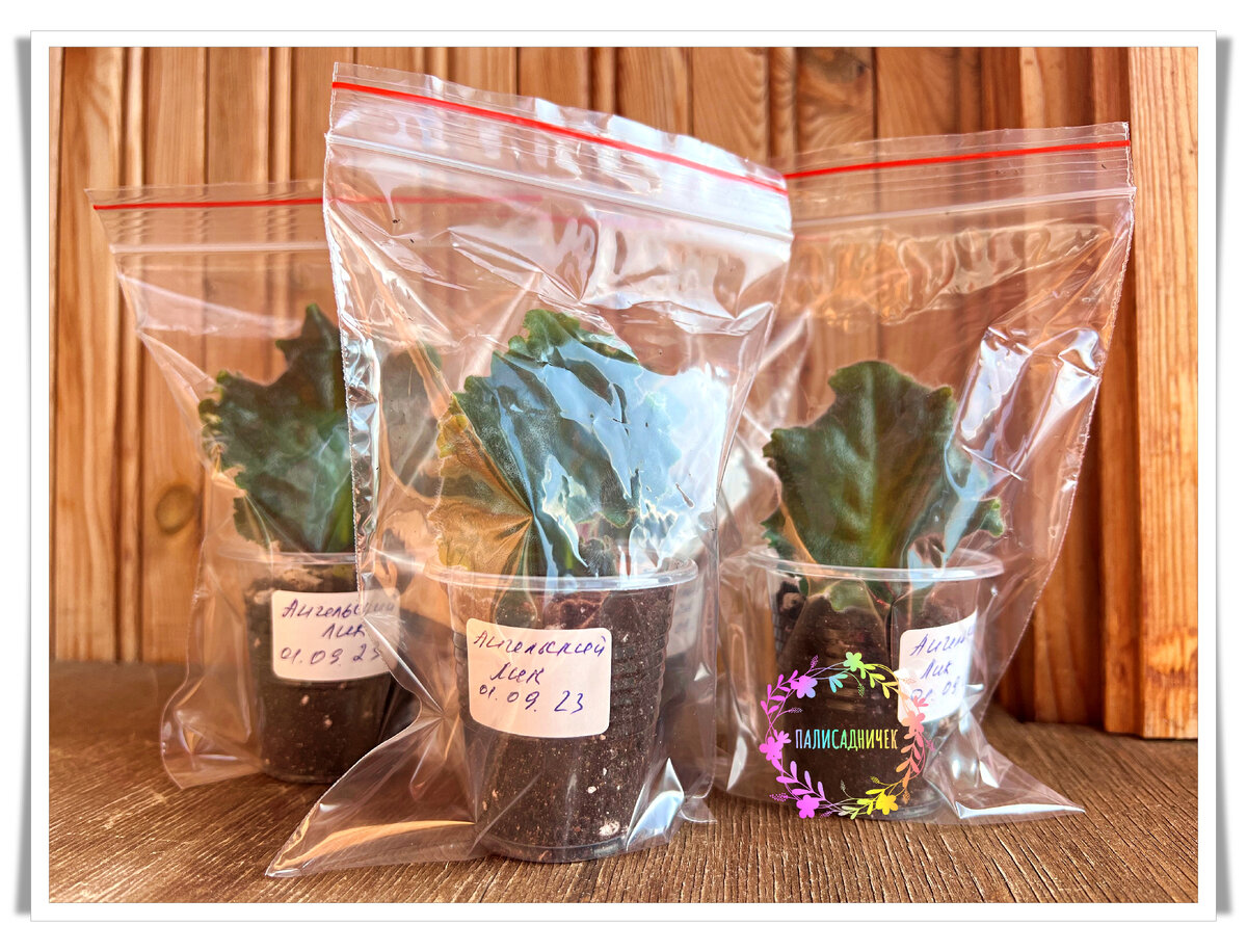 Выглядит так ☝