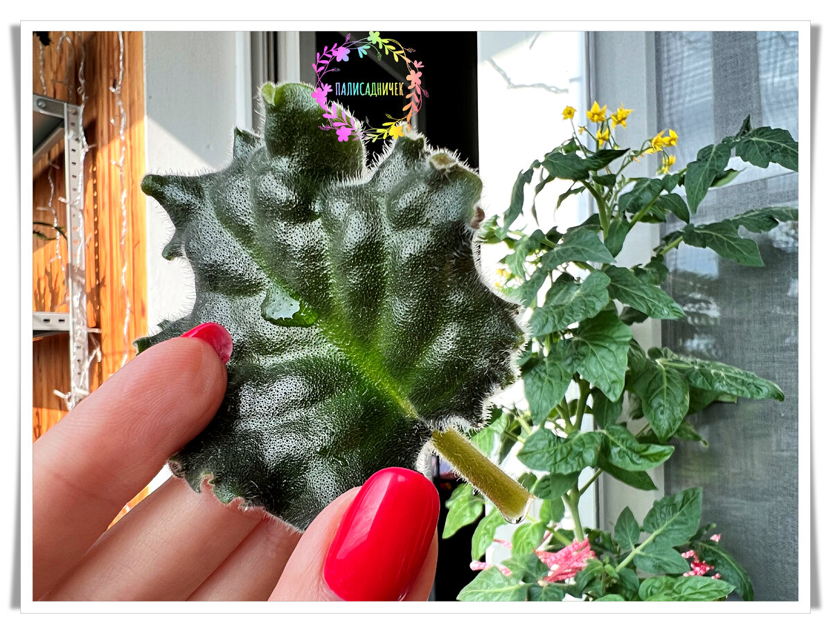 Кстати у этого сорта листочки нереально красивые просто на самом деле. "Ангельский Лик". Ну а фото это 1 сентября я сделала, перед тем как в грунт отправить. Показывала вам и другие фотографии из этой серии в тот день. 