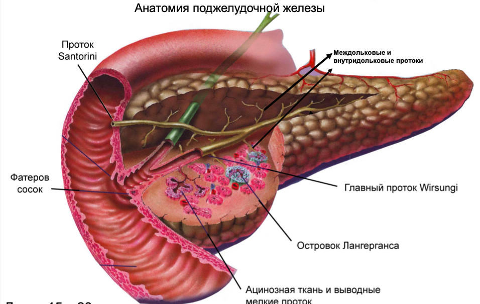 Поджелудочная железа фиброзные изменения. Поджелудочная железа ghjnjrbанатомия. Протоки поджелудочной железы анатомия. Санториниев проток поджелудочной железы. Вирсунгов проток поджелудочной железы.