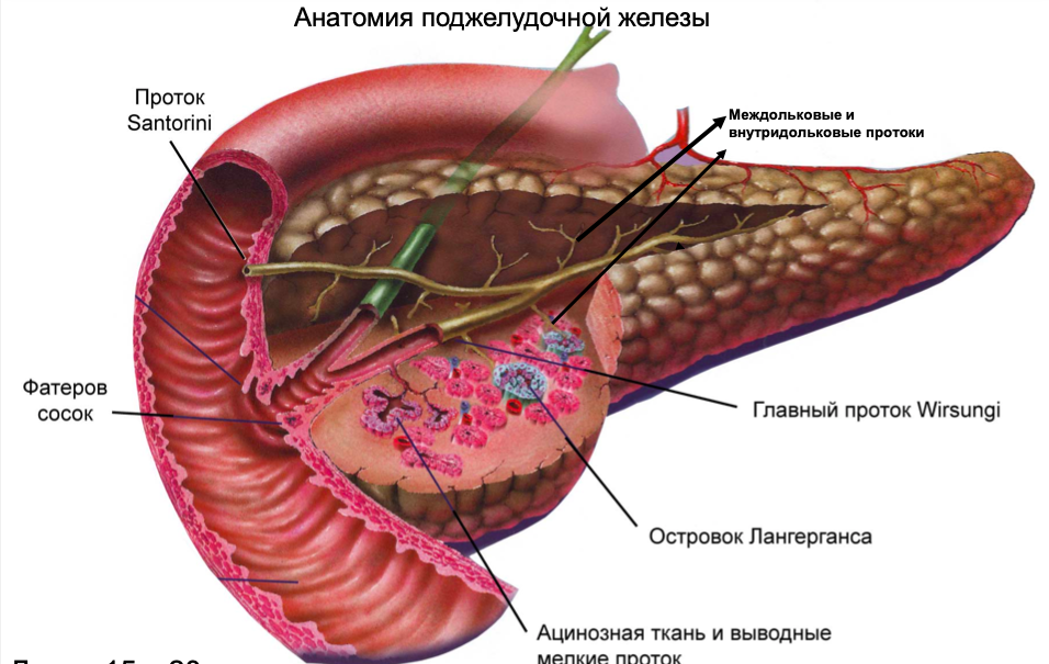 Изменения поджелудочной железы. Анатомия протоков поджелудочной железы. Панкреатический проток анатомия. Вирсунгов проток поджелудочной железы 1мм. Строение протоков поджелудочной железы.