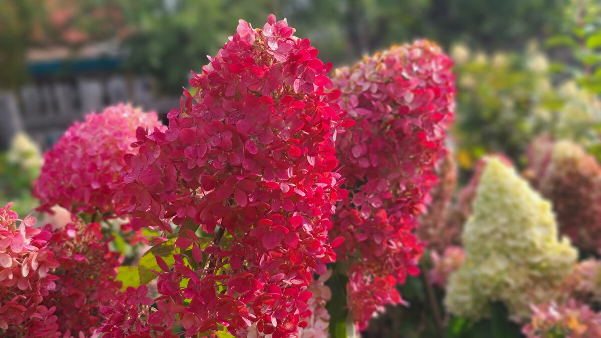 Меджикал Маунт Фуджи 11 октября 2023 года