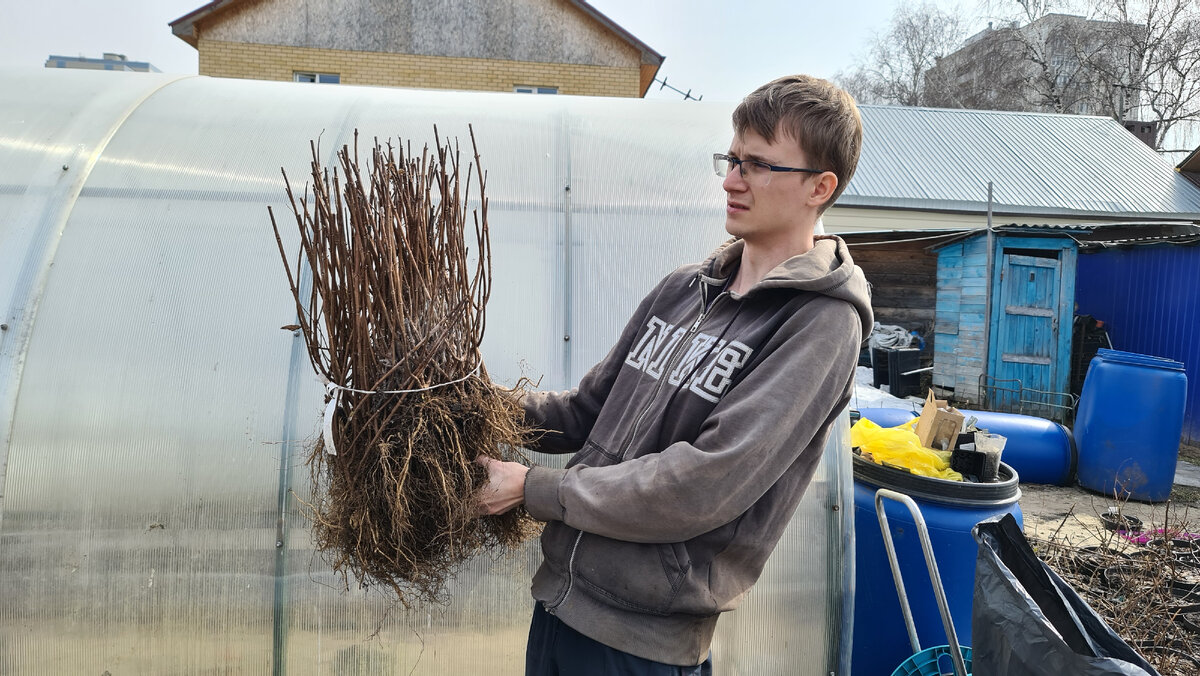 пучок ОКС Меджикал Маунт Фуджи 2апреля 2023 года