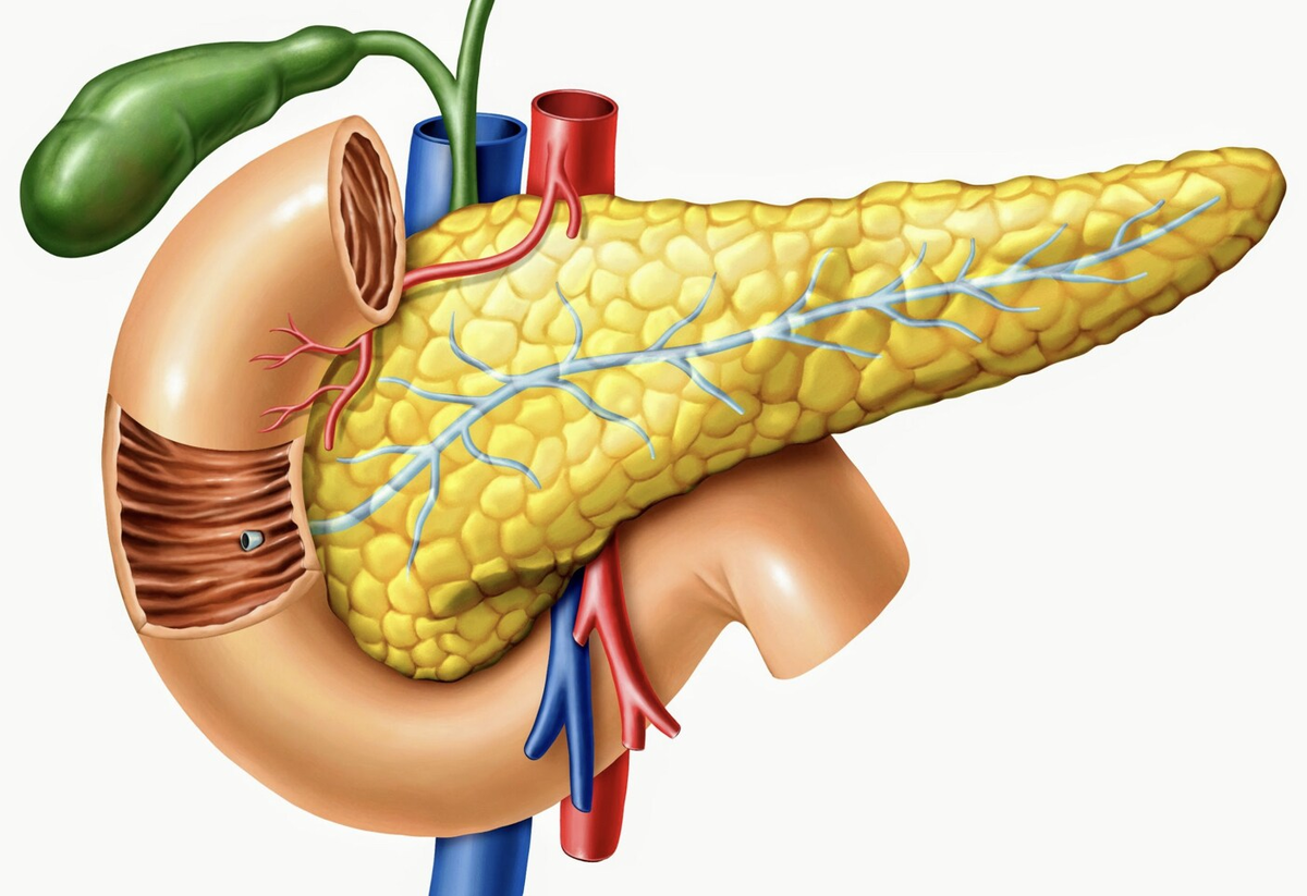 Поджелудочная железа на картинке