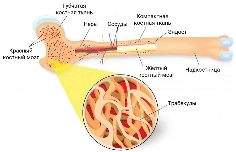 Скачать все ответы и задания для 10 класса 1.К какому нарушению в организме человека приведёт недостаточная функция железы, изображённой на рисунке?-14