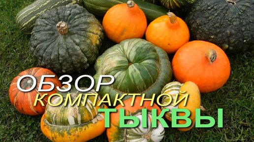 Обзор сортов КОМПАКТНОЙ и УРОЖАЙНОЙ ТЫКВЫ.