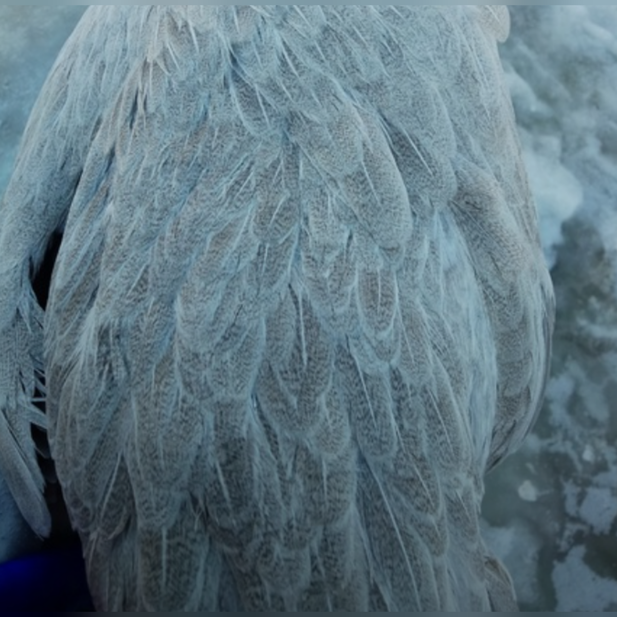 Рисунок пера леггорн изабелла