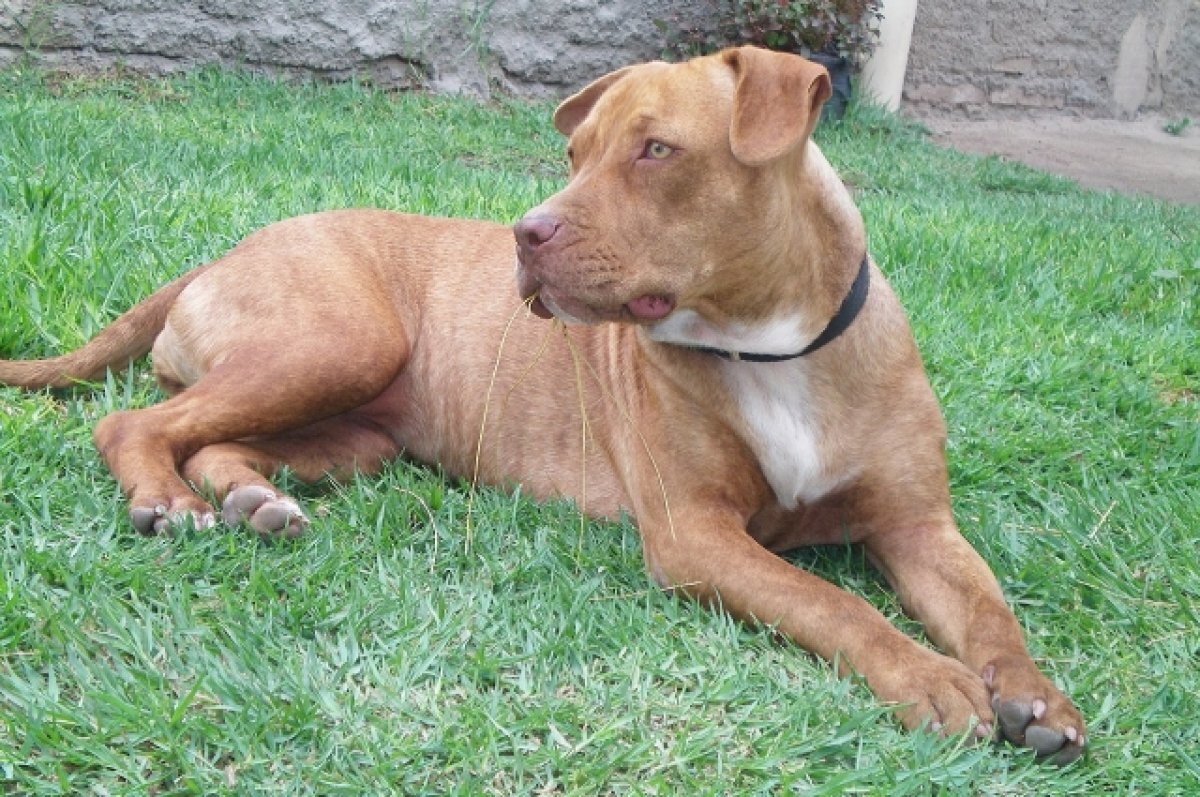    В Ростове выставили на продажу собаку в одеяле за миллиард рублей