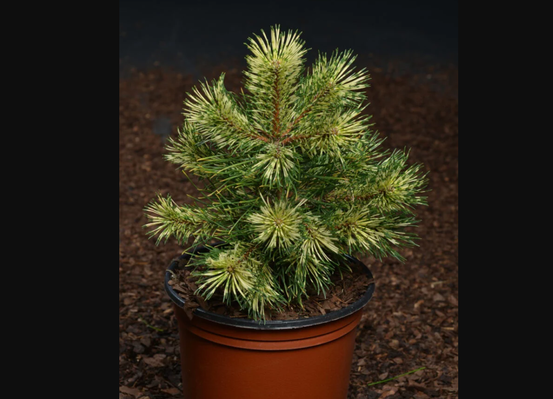 Фото питомника nowaczyk.pl/oferta/pinus-uncinata-billabong/