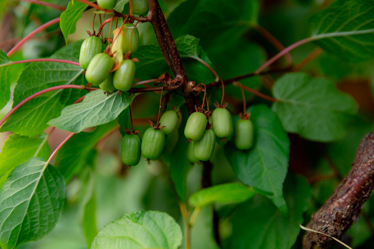    Фото: Valeriya_Chistyakova / Shutterstock.com