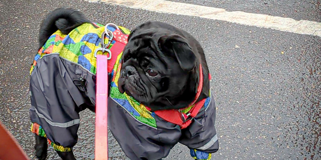 Собака постоянно тянет поводок на прогулке? Знаете ли вы, с чем это связано?